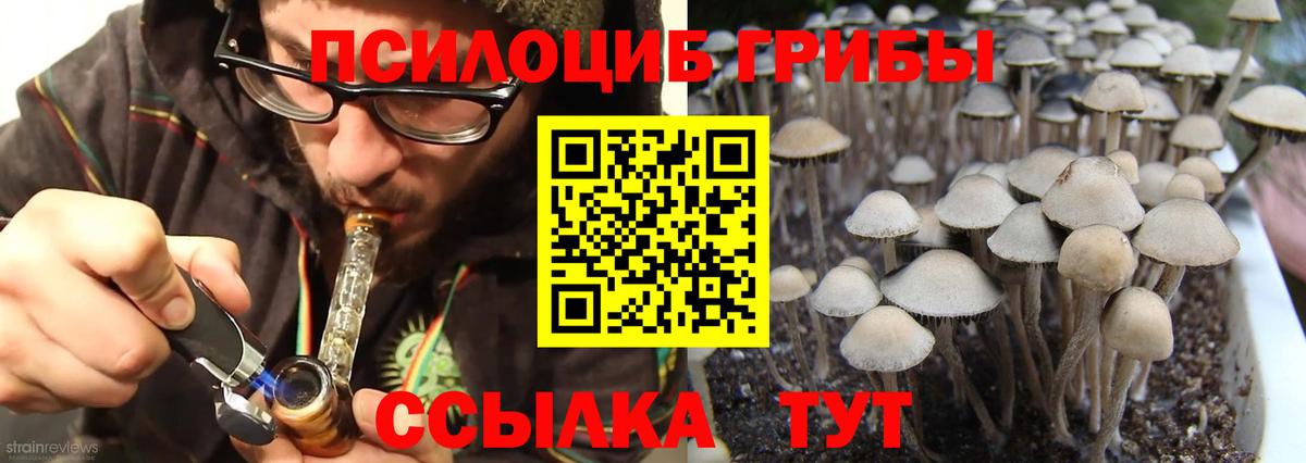 как найти   Псилоцибиновые грибы Psilocybe  Вход с VPN  Псилоцибиновые грибы мицелий  Подольск 
